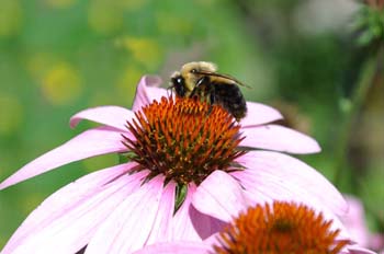 abeille
