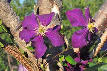 fleurs1