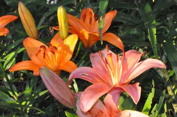 fleurs2