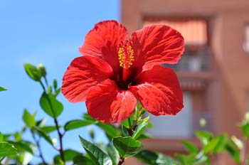 fleurs3
