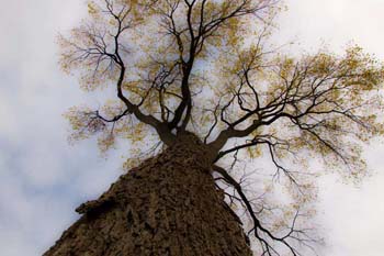 nature1