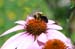 abeille