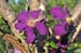 fleurs1