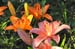 fleurs2